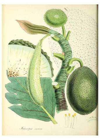 Reproducción/Reproduction 37917018056: Plantæ utiliores :. London :Whittaker & Co.,1842-1850.. 