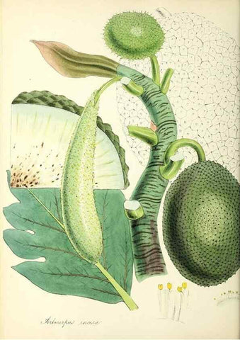 Reproducción/Reproduction 37917018056: Plantæ utiliores :. London :Whittaker & Co.,1842-1850.. 