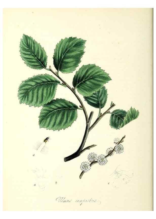 Reproducción/Reproduction 37940074142: Plantæ utiliores :. London :Whittaker & Co.,1842-1850.. 