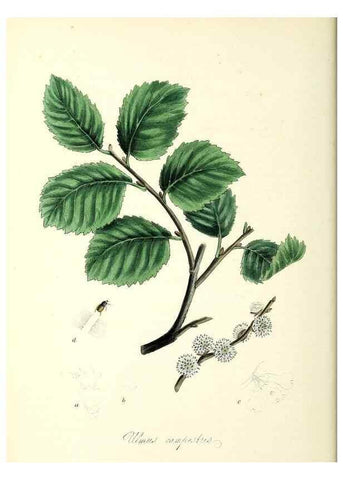 Reproducción/Reproduction 37940074142: Plantæ utiliores :. London :Whittaker & Co.,1842-1850.. 
