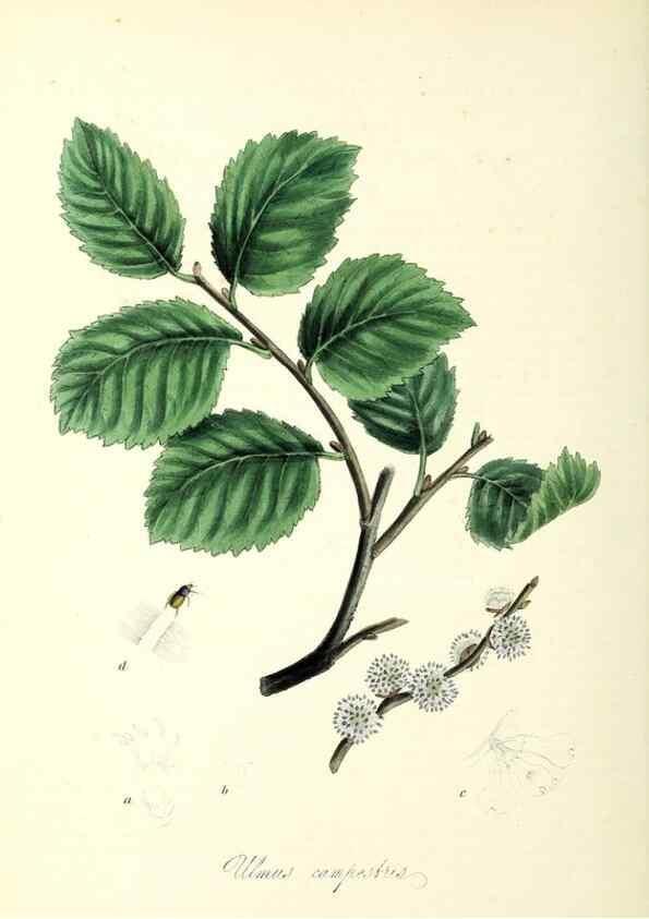 Reproducción/Reproduction 37940074142: Plantæ utiliores :. London :Whittaker & Co.,1842-1850.. 