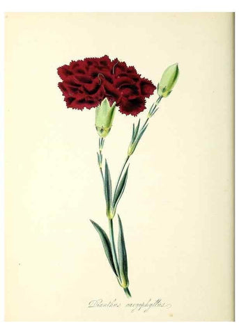 Reproducción/Reproduction 37260759514: Plantæ utiliores :. London :Whittaker & Co.,1842-1850.. 