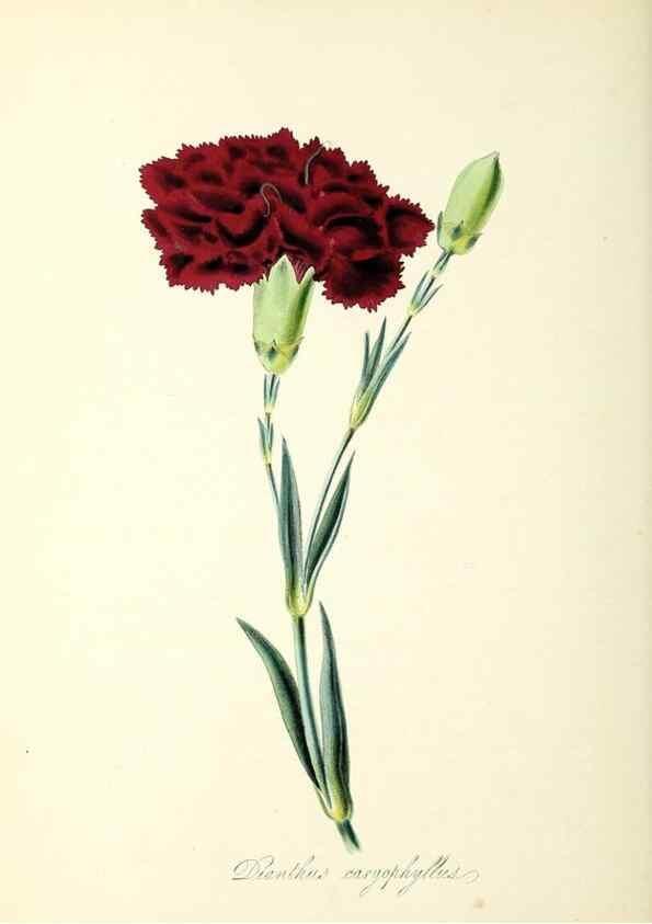 Reproducción/Reproduction 37260759514: Plantæ utiliores :. London :Whittaker & Co.,1842-1850.. 