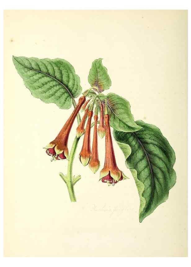 Reproducción/Reproduction 37260760284: Plantæ utiliores :. London :Whittaker & Co.,1842-1850.. 