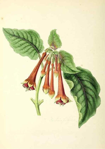 Reproducción/Reproduction 37260760284: Plantæ utiliores :. London :Whittaker & Co.,1842-1850.. 