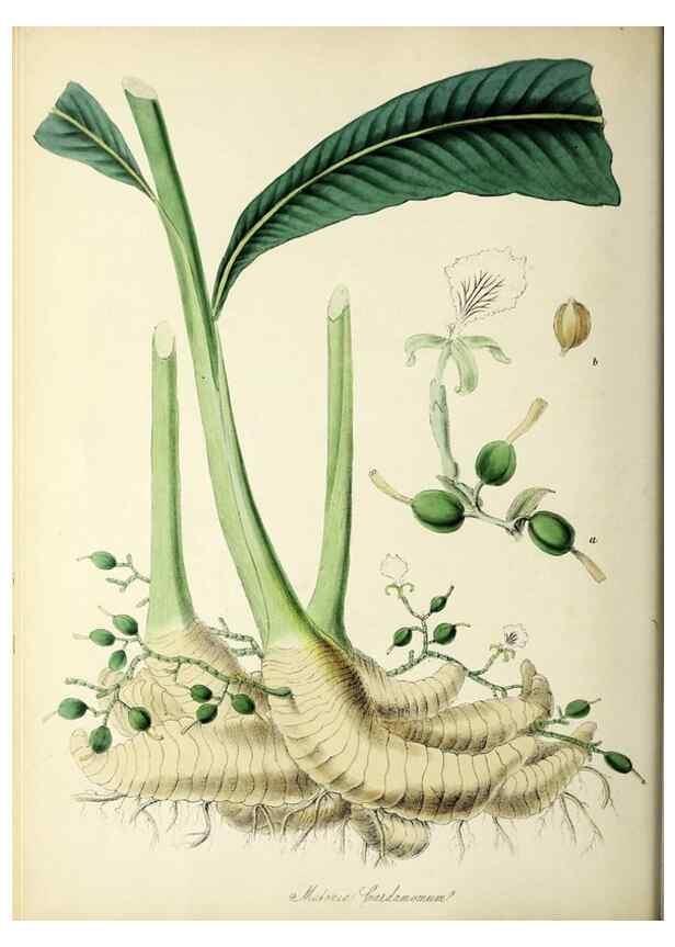 Reproducción/Reproduction 37940077022: Plantæ utiliores :. London :Whittaker & Co.,1842-1850.. 