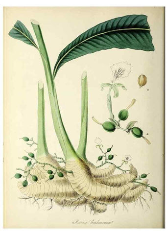 Reproducción/Reproduction 37940077022: Plantæ utiliores :. London :Whittaker & Co.,1842-1850.. 