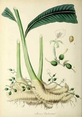 Reproducción/Reproduction 37940077022: Plantæ utiliores :. London :Whittaker & Co.,1842-1850.. 