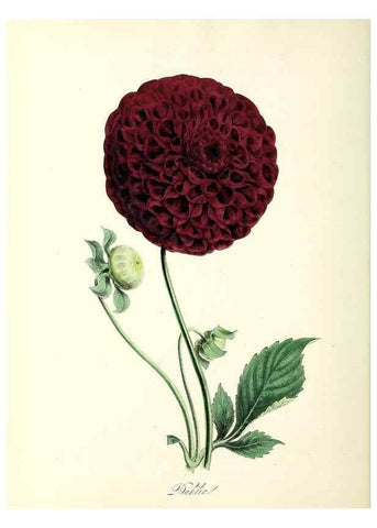 Reproducción/Reproduction 37940077832: Plantæ utiliores :. London :Whittaker & Co.,1842-1850.. 
