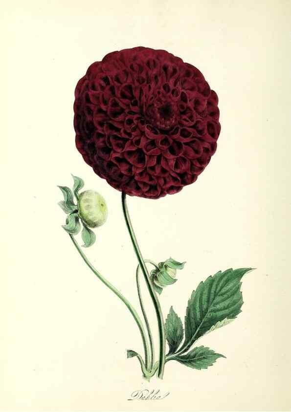 Reproducción/Reproduction 37940077832: Plantæ utiliores :. London :Whittaker & Co.,1842-1850.. 