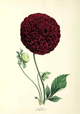 Reproducción/Reproduction 37940077832: Plantæ utiliores :. London :Whittaker & Co.,1842-1850.. 