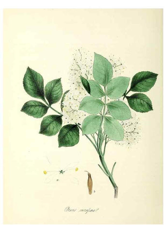 Reproducción/Reproduction 37940078992: Plantæ utiliores :. London :Whittaker & Co.,1842-1850.. 