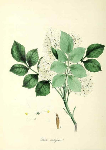 Reproducción/Reproduction 37940078992: Plantæ utiliores :. London :Whittaker & Co.,1842-1850.. 