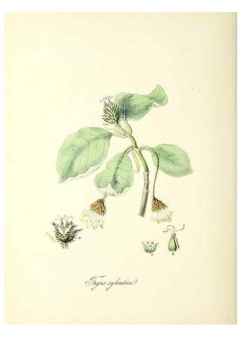 Reproducción/Reproduction 37940079882: Plantæ utiliores :. London :Whittaker & Co.,1842-1850.. 
