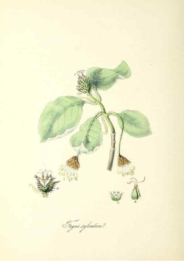 Reproducción/Reproduction 37940079882: Plantæ utiliores :. London :Whittaker & Co.,1842-1850.. 