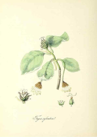 Reproducción/Reproduction 37940079882: Plantæ utiliores :. London :Whittaker & Co.,1842-1850.. 