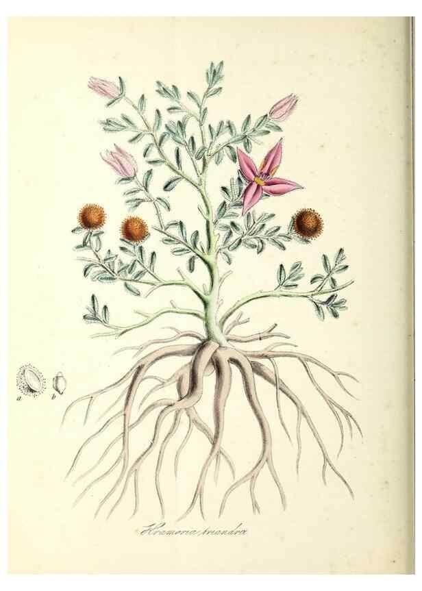 Reproducción/Reproduction 37916850836: Plantæ utiliores :. London :Whittaker & Co.,1842-1850.. 