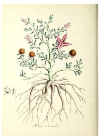 Reproducción/Reproduction 37916850836: Plantæ utiliores :. London :Whittaker & Co.,1842-1850.. 