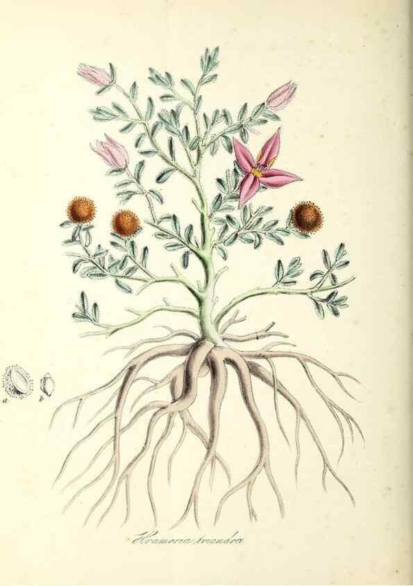 Reproducción/Reproduction 37916850836: Plantæ utiliores :. London :Whittaker & Co.,1842-1850.. 