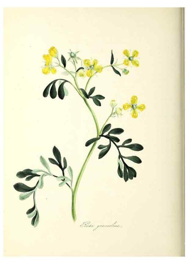 Reproducción/Reproduction 37916848636: Plantæ utiliores :. London :Whittaker & Co.,1842-1850.. 