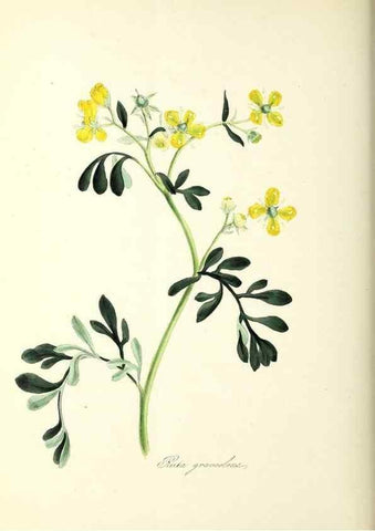 Reproducción/Reproduction 37916848636: Plantæ utiliores :. London :Whittaker & Co.,1842-1850.. 