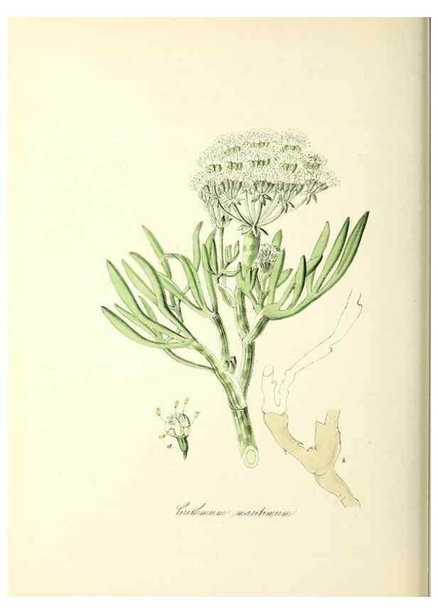 Reproducción/Reproduction 37916847546: Plantæ utiliores :. London :Whittaker & Co.,1842-1850.. 