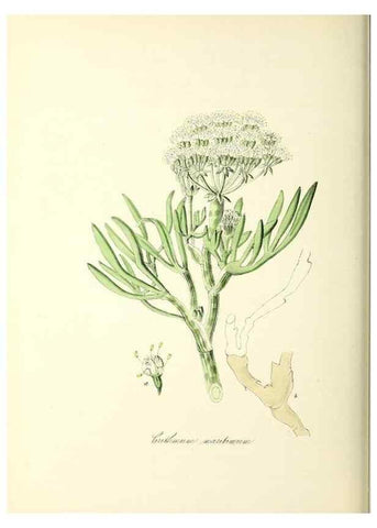 Reproducción/Reproduction 37916847546: Plantæ utiliores :. London :Whittaker & Co.,1842-1850.. 
