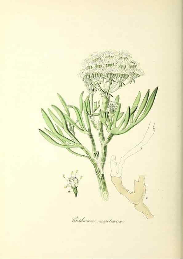 Reproducción/Reproduction 37916847546: Plantæ utiliores :. London :Whittaker & Co.,1842-1850.. 