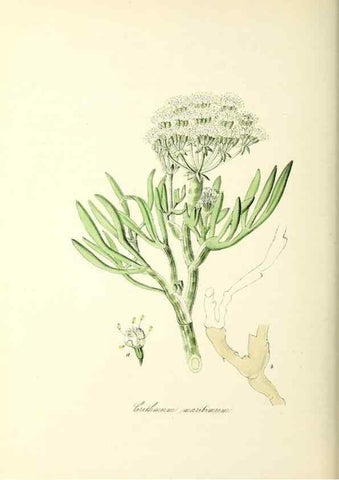 Reproducción/Reproduction 37916847546: Plantæ utiliores :. London :Whittaker & Co.,1842-1850.. 