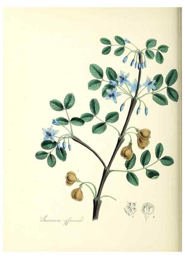 Reproducción/Reproduction 37916846316: Plantæ utiliores :. London :Whittaker & Co.,1842-1850.. 
