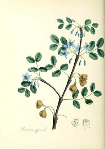 Reproducción/Reproduction 37916846316: Plantæ utiliores :. London :Whittaker & Co.,1842-1850.. 
