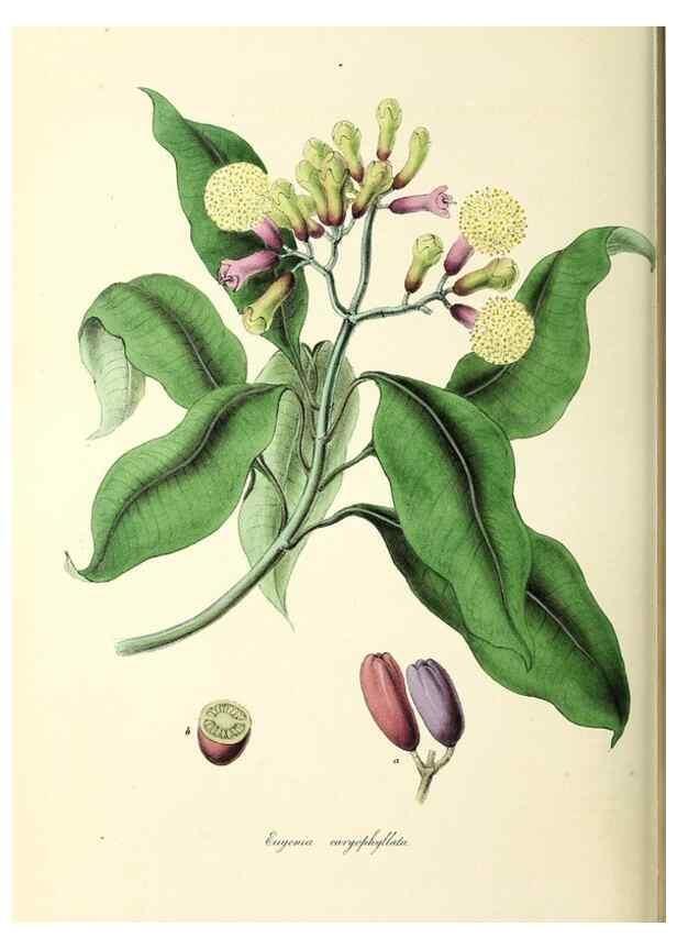 Reproducción/Reproduction 24119166398: Plantæ utiliores :. London :Whittaker & Co.,1842-1850.. 
