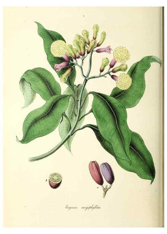 Reproducción/Reproduction 24119166398: Plantæ utiliores :. London :Whittaker & Co.,1842-1850.. 