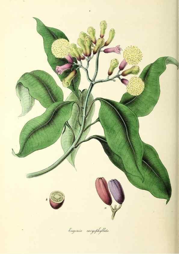 Reproducción/Reproduction 24119166398: Plantæ utiliores :. London :Whittaker & Co.,1842-1850.. 