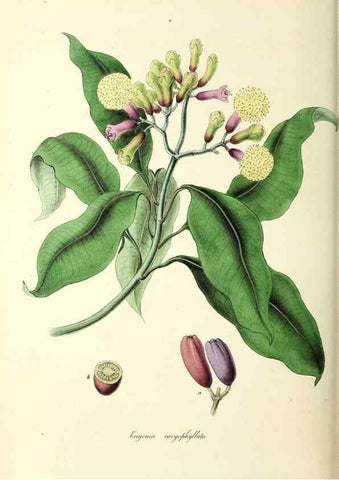 Reproducción/Reproduction 24119166398: Plantæ utiliores :. London :Whittaker & Co.,1842-1850.. 