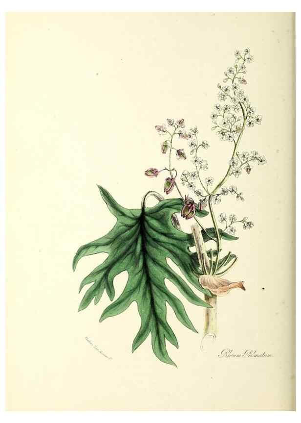Reproducción/Reproduction 24119167918: Plantæ utiliores :. London :Whittaker & Co.,1842-1850.. 