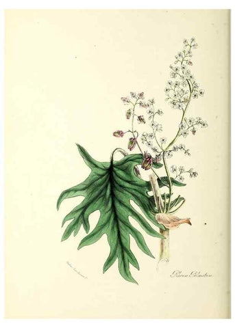 Reproducción/Reproduction 24119167918: Plantæ utiliores :. London :Whittaker & Co.,1842-1850.. 