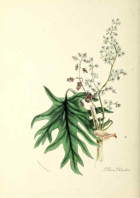 Reproducción/Reproduction 24119167918: Plantæ utiliores :. London :Whittaker & Co.,1842-1850.. 