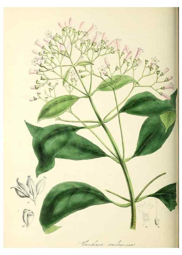 Reproducción/Reproduction 37916826276: Plantæ utiliores :. London :Whittaker & Co.,1842-1850.. 