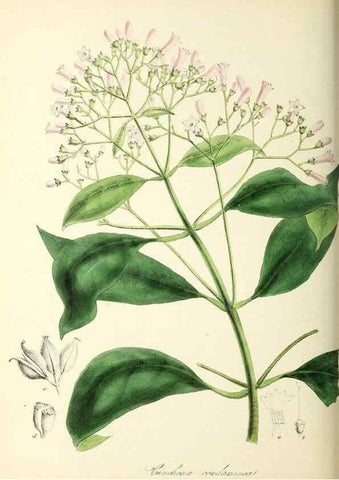Reproducción/Reproduction 37916826276: Plantæ utiliores :. London :Whittaker & Co.,1842-1850.. 