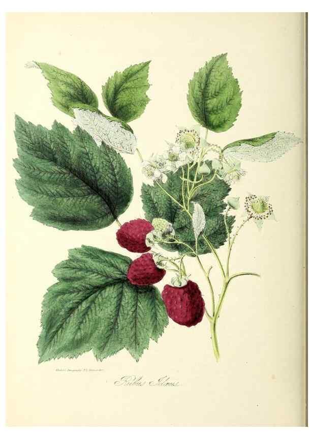 Reproducción/Reproduction 37260496684: Plantæ utiliores :. London :Whittaker & Co.,1842-1850.. 