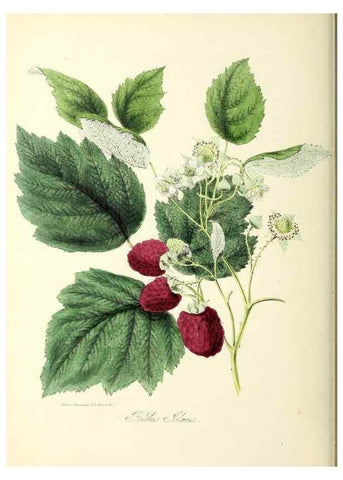 Reproducción/Reproduction 37260496684: Plantæ utiliores :. London :Whittaker & Co.,1842-1850.. 