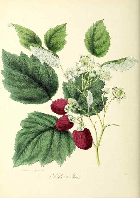 Reproducción/Reproduction 37260496684: Plantæ utiliores :. London :Whittaker & Co.,1842-1850.. 