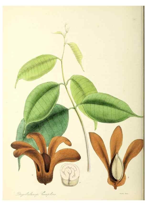 Reproducción/Reproduction 37260499454: Plantæ utiliores :. London :Whittaker & Co.,1842-1850.. 