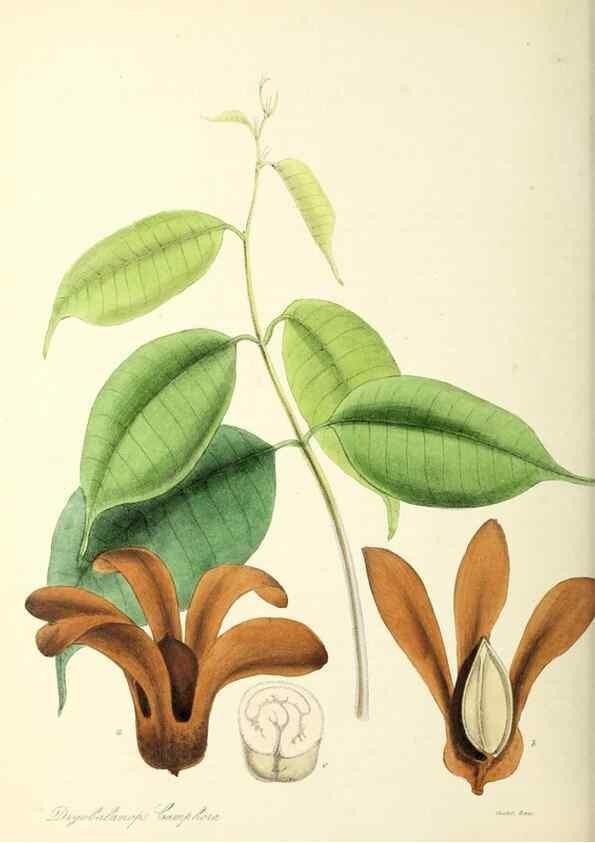 Reproducción/Reproduction 37260499454: Plantæ utiliores :. London :Whittaker & Co.,1842-1850.. 