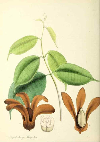Reproducción/Reproduction 37260499454: Plantæ utiliores :. London :Whittaker & Co.,1842-1850.. 