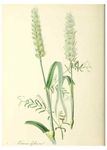 Reproducción/Reproduction 37260502234: Plantæ utiliores :. London :Whittaker & Co.,1842-1850.. 