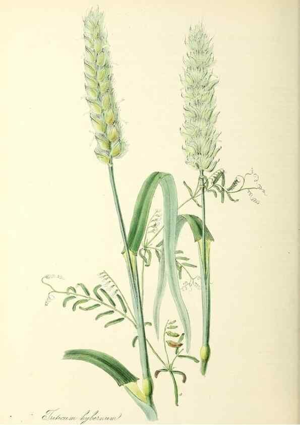 Reproducción/Reproduction 37260502234: Plantæ utiliores :. London :Whittaker & Co.,1842-1850.. 