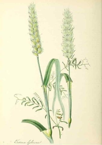 Reproducción/Reproduction 37260502234: Plantæ utiliores :. London :Whittaker & Co.,1842-1850.. 