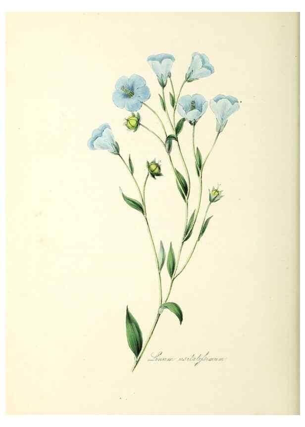 Reproducción/Reproduction 37260504614: Plantæ utiliores :. London :Whittaker & Co.,1842-1850.. 